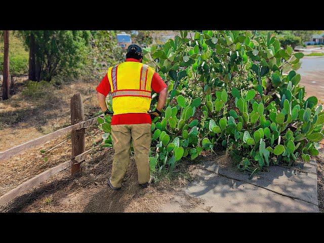 GIANT CACTUS Swallows Sidewalk - What We Did SHOCKED Everyone (2 Videos in 1)