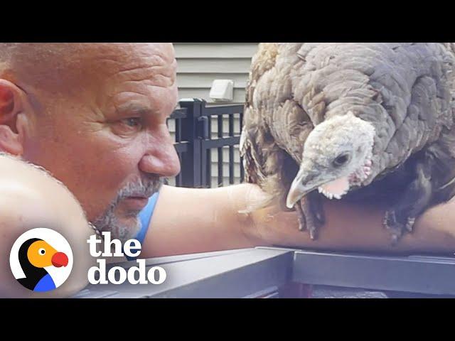 Wild Turkey Adopts Human Family So They Build Her A Home! | The Dodo Wild Hearts