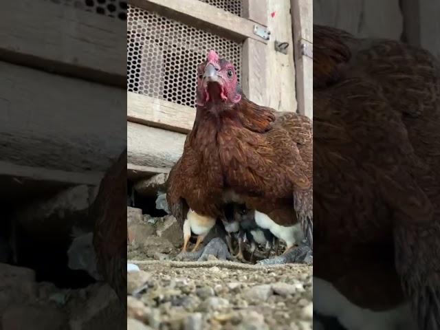 Chicks with Mother Hen | Hen | Chicks | Chicken | Subscribe my channel