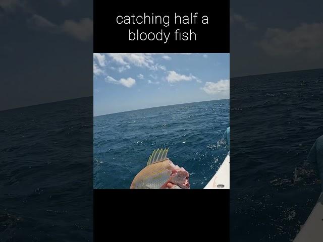 catching half a bloody fish #fishing #sharkattack