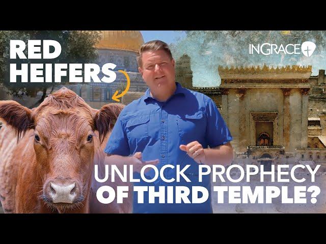 Israel’s Red Heifer Sparks a Wave of Terror? | Jim Scudder | InGrace