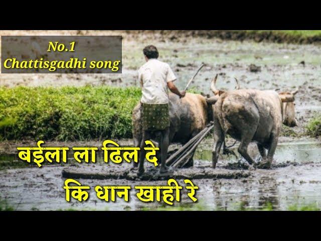 ब‌ईला ला ढिल दे कि धान खाही रे CG song || chattishgarhi song baila la dhil de ki dhan kahi re