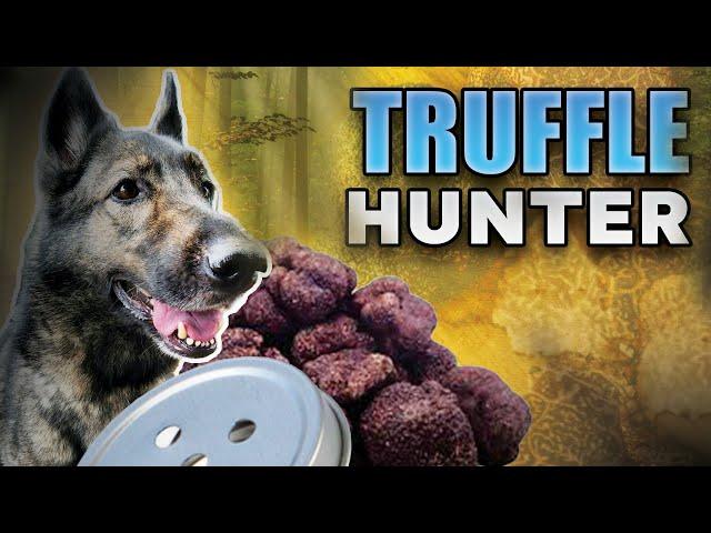 Striking Pay Dirt: Scent Work Truffle Hunting Dogs