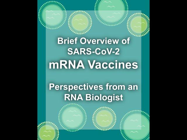 How mRNA Vaccines Work (Covid-19 Pfizer and Moderna)