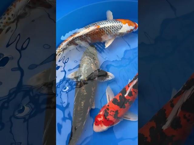 Stunning New Koi Fish at Garden State Koi #KoiFish #ButterflyKoi #StandardFin