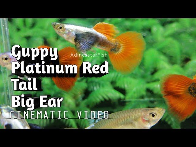 Guppy Platinum Red Tail Big Ear - For Sale