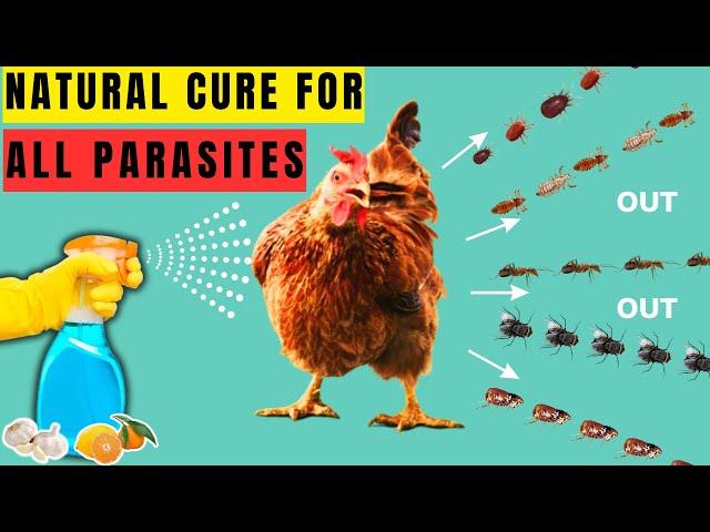 CURE ALL CHICKEN PARASITES & BUGS USING THESE ORGANIC TREATMENTS | NO MORE CHICKEN LICE & MITES