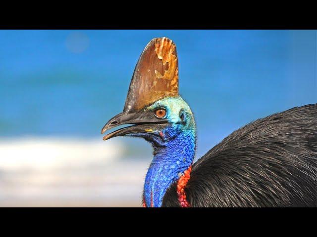 Southern Cassowary  The Most Dangerous Bird on Earth!