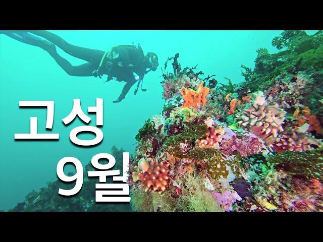 고성 9월 다이빙 (교암 베짱이 다이브 리조트, 금강산/우럭데기/어초)