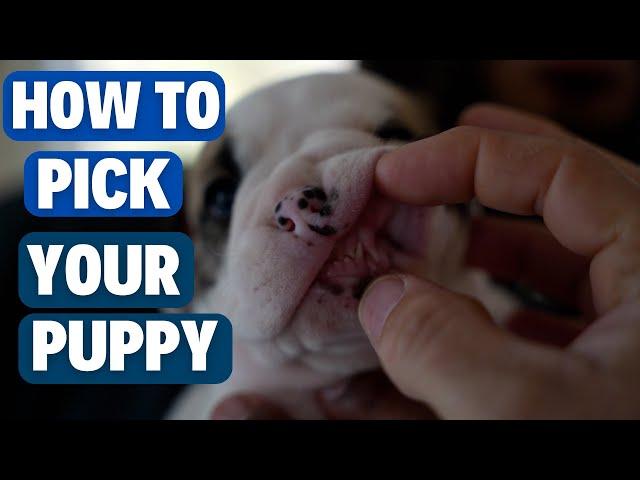 Picking the Perfect Puppy with Chris Moore