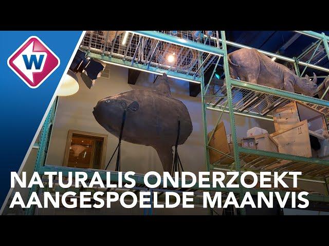 'Reusachtige' aangespoelde maanvis naar Naturalis - OMROEP WEST