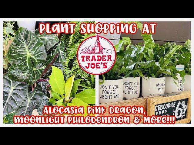 Plant Shopping at Trader Joe's || ALOCASIA PINK DRAGON, MOONLIGHT PHILODENDRON & MORE!!! || $7.99