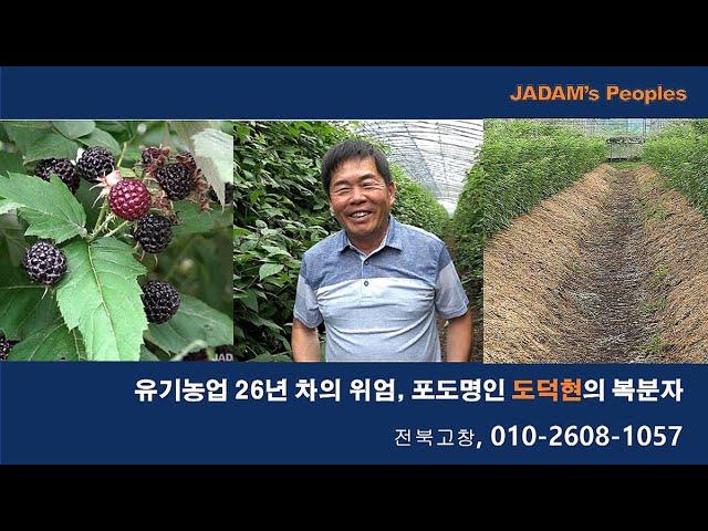 유기농업 26년차의 위엄, 포도명인 도덕현의 복분자 010-2608-1057 /He harvests 4,000 grapes from a vine.