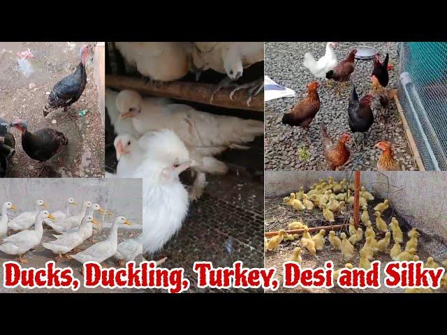 Ducks, Duckling, Turkey, Desi and Silky at Aurangabad Maharashtra