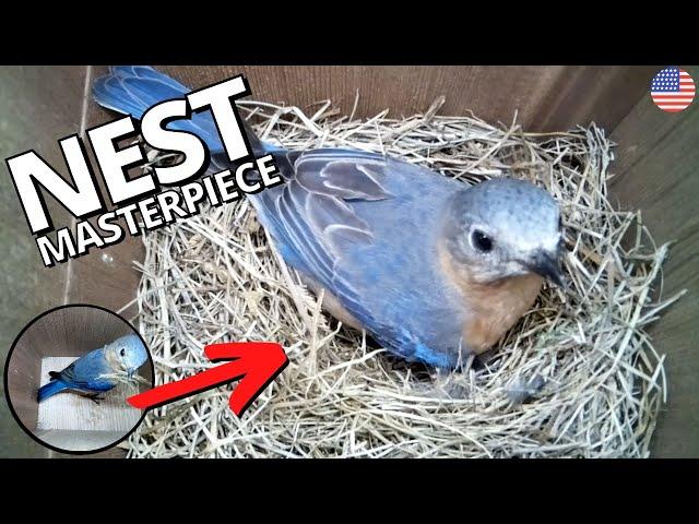 American Bluebird builds nest masterpiece