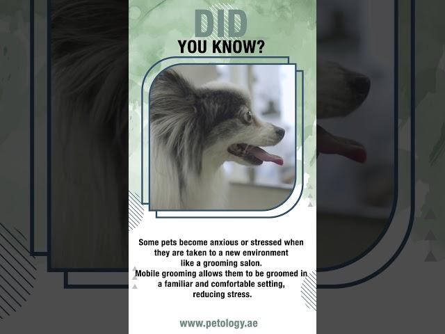 Did You Know? About our mobile grooming services? #shorts  #petology #cat #happypets #mobilegrooming