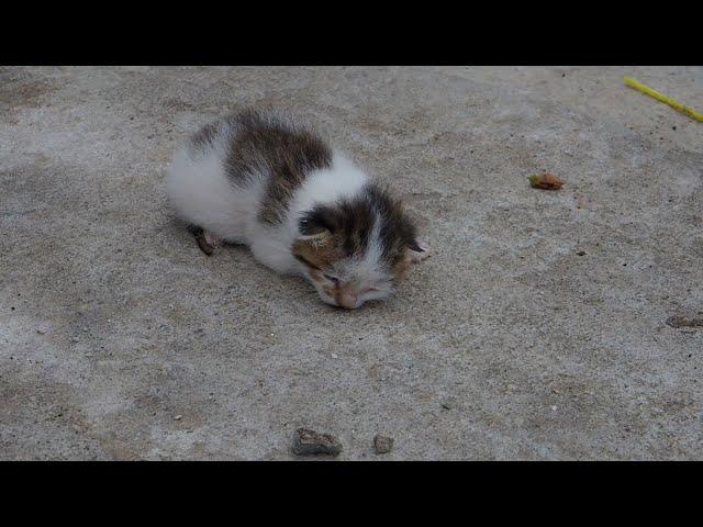 Baby Kitten By The Dumpster  Waiting For Someone To Save It