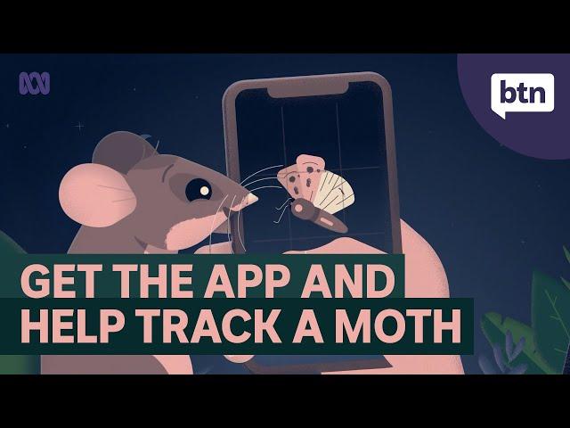 Bogong Moth Tracker - Behind the News