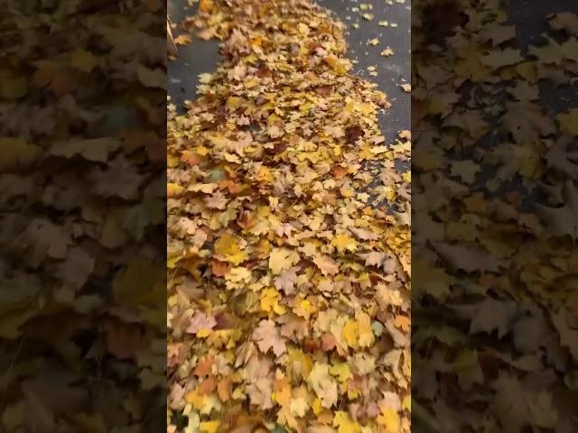 Питер осень листопад