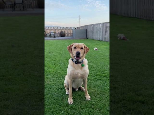 Troy the Boy Getting His Toy. Troy the Labrador just wants to play. Sonny is tired out #shorts