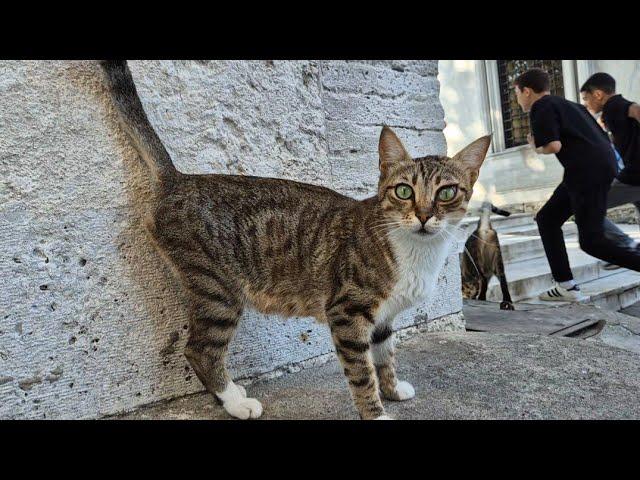 Tabby cat with beautiful green eyes.