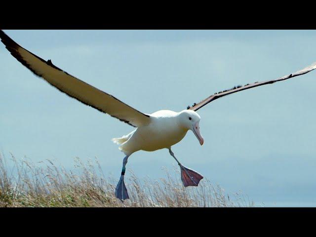 Albatrosses Use Their Nostrils To Fly | Nature's Biggest Beasts | BBC Earth