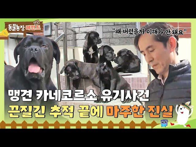 [TV 동물농장 레전드] 어느 날 집 앞에 나타난 카네코르소, 끈질긴 추적 끝에 마주한 진실은?  #TV동물농장 #AnimalFarm #SBSstory