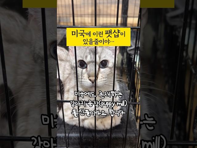 미국에도 이런 팻샵이 있네요. #문화충격 #미국라이프 #미국동물 #팻샵