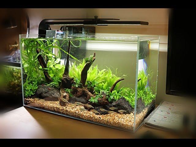 Non-Co2 Aquascape Setup | Waterbox Clear 10