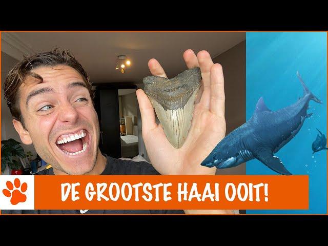 Ik heb een Megalodon tand gevonden! | DierenpraatTV