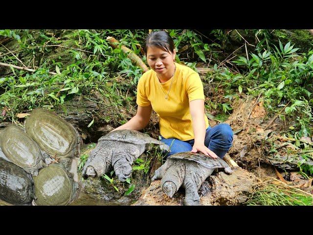 Harvesting bamboo shoots meeting giant turtles | Prepare food from bamboo shoots