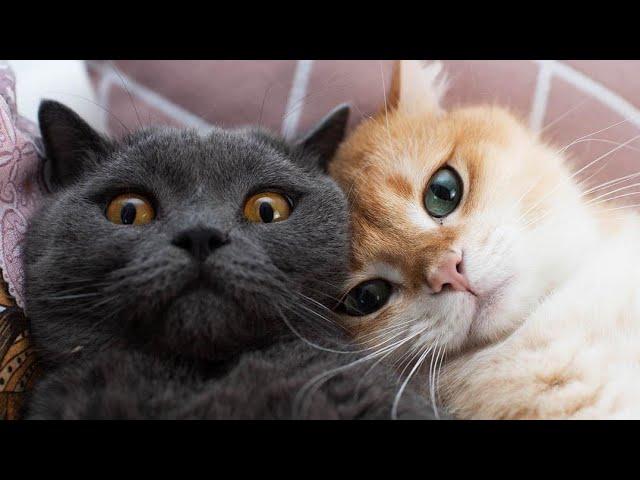  Funniest Cats and Dogs Videos  ||  Hilarious Animal Compilation №526