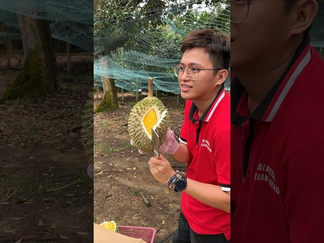 Amazing! Durian Unboxing Mater - Fruit Cutting Skills - Malacca Durian Heng