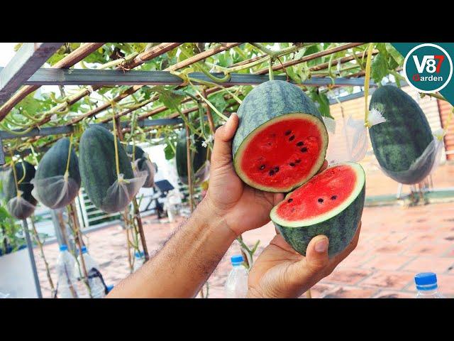 How to Easily Grow Watermelons Vertically in Recycled Sacks