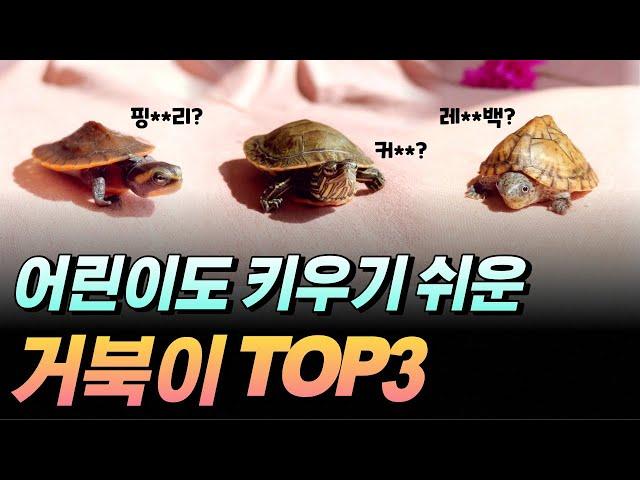 키우기 쉬운 거북이 종류 top3 소개합니다