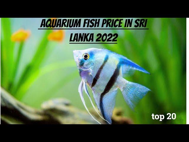 aquarium fish price in sri lanka  top 20