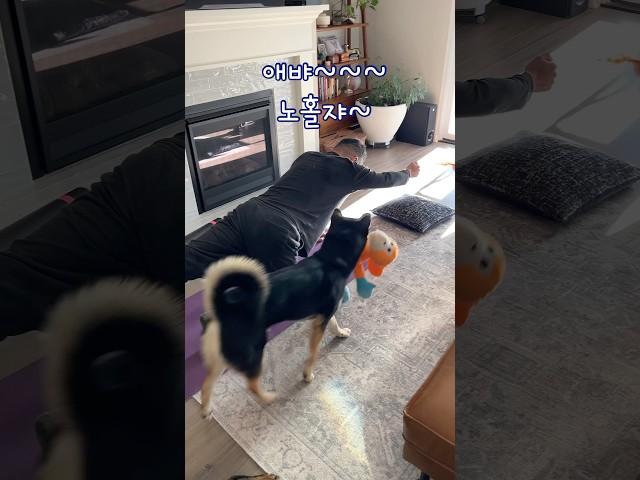 네눈박이 진돗개 마일로의 소심한 복수 #미국사는진돗개 #블랙탄