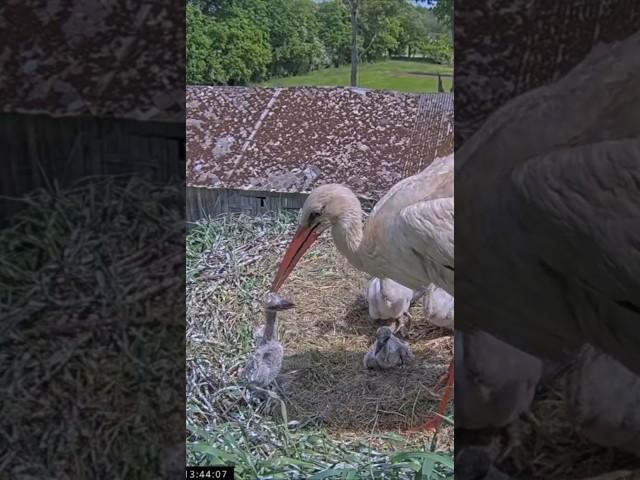 Mom Storks threw the youngest chick out of the nest #whitestork #Storks #storknest #shorts #birds