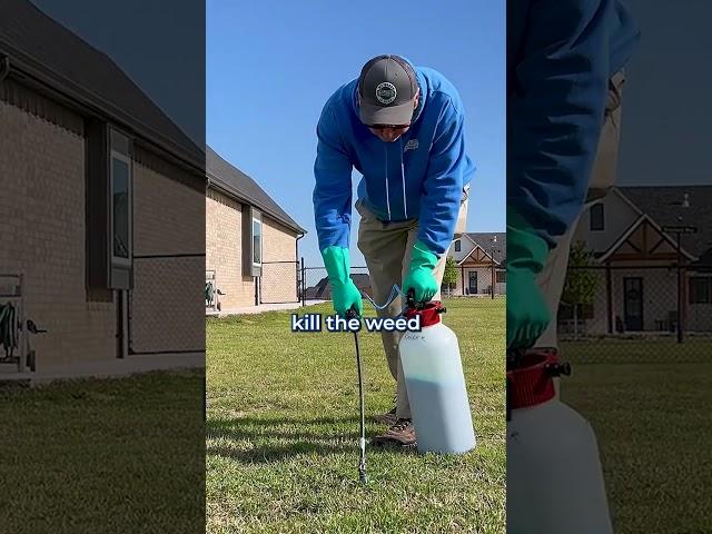 How to Get Rid of Weeds in Your Lawn