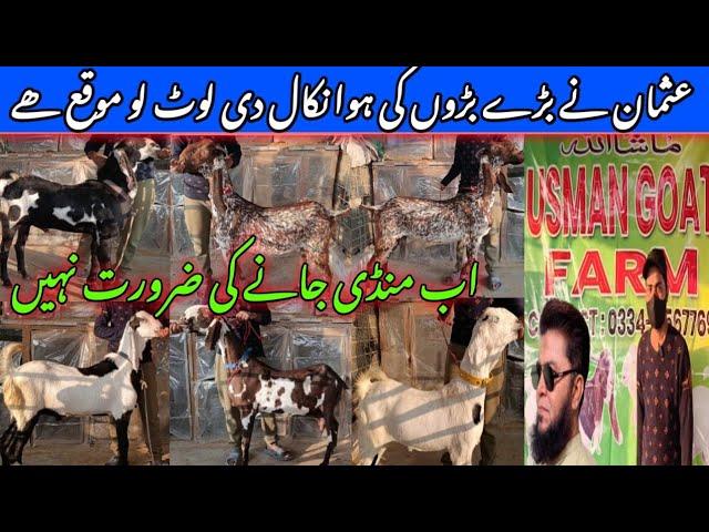 Usman goat farm visit gulabi kamori teddy pateri makka chini latest update| 25-Dec-2024| lalukhet,