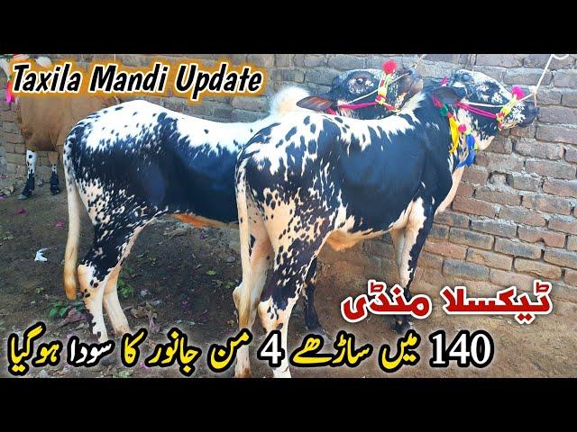 Taxila Mandi Latest Update 13 December 2024 | 4 Man Janwar 140K Deal Done