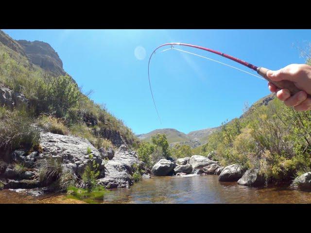 Brown Trout Fly Fishing - Western Cape Stream