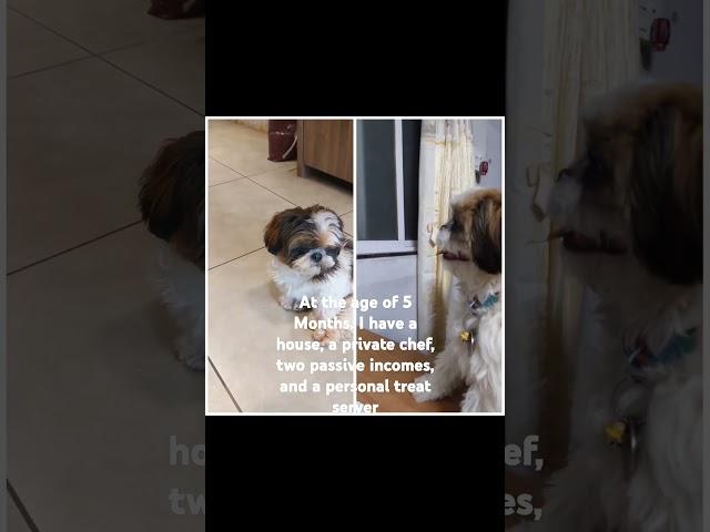 Coco And Pepsi Being Queens Since Birth#shorts #viral #dog #pets #coco #pepsi