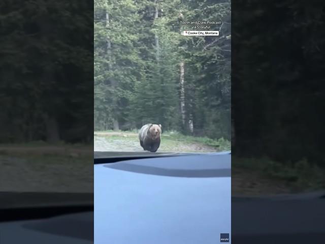 Grizzly bear chases down moose #shorts