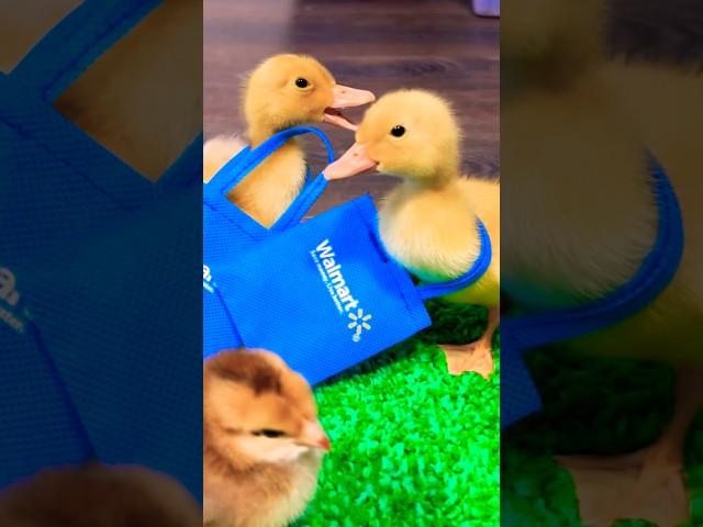 Ducklings from the supermarket Walmart)) #ducks #ducklings #duck