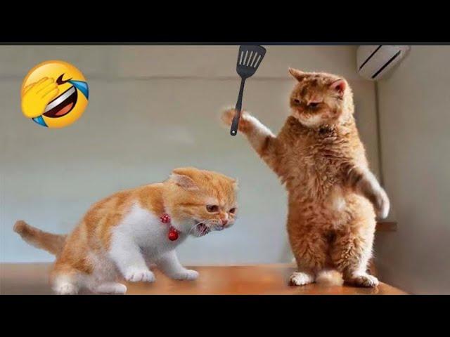 Funniest Animals 2022 Funniest Cats and Dogs  Part 169 | @mihaifrancu shorts