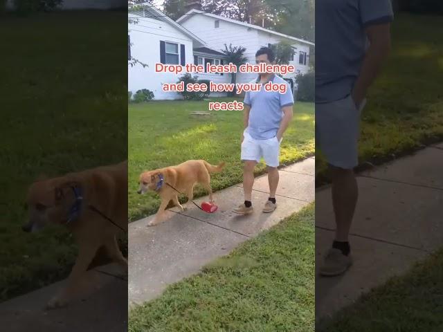 #cat #dog #funny #happycats #catmemes #music #memes #pets