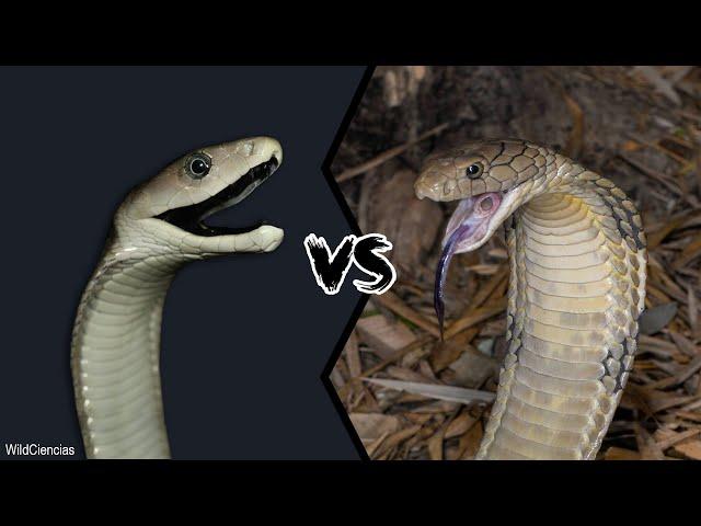 BLACK MAMBA VS KING COBRA - Who Will Win?