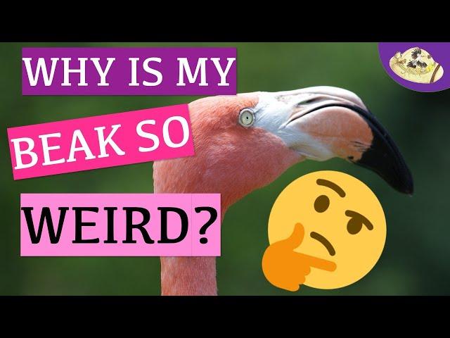 Why Do Flamingos Eat Upside Down? | Fast Fabulous Flamingo Facts