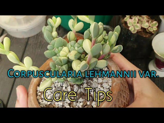 Lehmannii/Ice plant Care tips-December 14, 2020